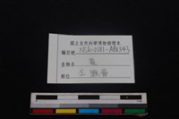 梅花鹿骨藏品圖，第3張