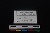 梅花鹿骨藏品圖，第3張