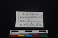 梅花鹿骨藏品圖，第3張