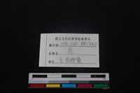 梅花鹿骨藏品圖，第3張