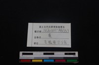 梅花鹿骨藏品圖，第3張