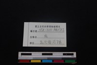 梅花鹿骨藏品圖，第3張