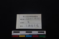 梅花鹿骨藏品圖，第3張
