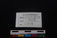 梅花鹿骨藏品圖，第4張