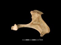 梅花鹿骨藏品圖，第2張