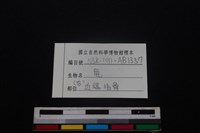梅花鹿骨藏品圖，第3張