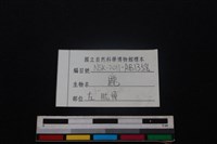 梅花鹿骨藏品圖，第3張