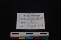 梅花鹿骨藏品圖，第3張