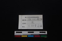 梅花鹿骨藏品圖，第3張
