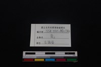 梅花鹿骨藏品圖，第3張