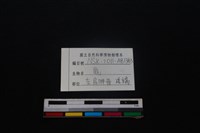 梅花鹿骨藏品圖，第4張
