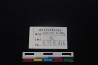 梅花鹿骨藏品圖，第3張