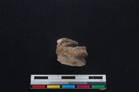 梅花鹿骨藏品圖，第1張