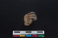 梅花鹿骨藏品圖，第2張