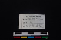 梅花鹿骨藏品圖，第3張