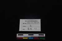 梅花鹿骨藏品圖，第3張