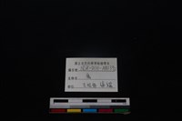 梅花鹿骨藏品圖，第5張