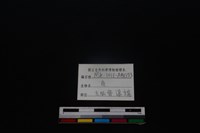 梅花鹿骨藏品圖，第3張
