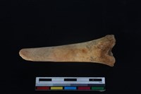 梅花鹿骨藏品圖，第1張