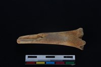 梅花鹿骨藏品圖，第2張