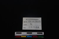 梅花鹿骨藏品圖，第3張