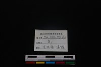 梅花鹿骨藏品圖，第3張