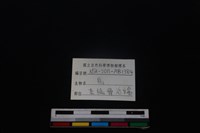 梅花鹿骨藏品圖，第3張
