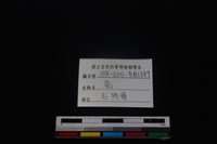 梅花鹿骨藏品圖，第5張