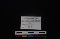 梅花鹿骨藏品圖，第3張