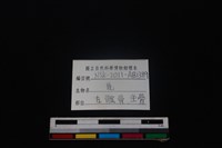 梅花鹿骨藏品圖，第3張