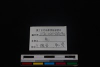 梅花鹿骨藏品圖，第3張
