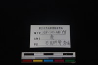 梅花鹿骨藏品圖，第3張