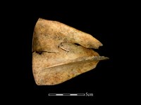 梅花鹿骨藏品圖，第2張