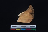 梅花鹿骨藏品圖，第1張