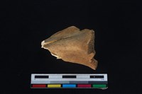 梅花鹿骨藏品圖，第2張