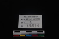 梅花鹿骨藏品圖，第3張