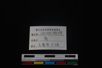 梅花鹿骨藏品圖，第3張