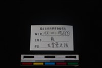 梅花鹿骨藏品圖，第3張