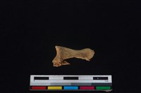 梅花鹿骨藏品圖，第1張