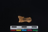 梅花鹿骨藏品圖，第2張