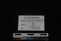 梅花鹿骨藏品圖，第3張