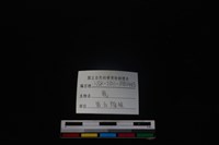 梅花鹿骨藏品圖，第5張