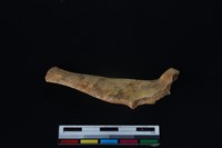 梅花鹿骨藏品圖，第1張