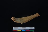 梅花鹿骨藏品圖，第2張