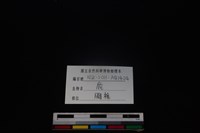 梅花鹿骨藏品圖，第3張