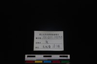 梅花鹿骨藏品圖，第3張