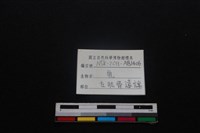 梅花鹿骨藏品圖，第3張
