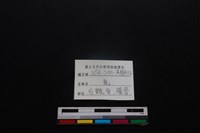 梅花鹿骨藏品圖，第3張