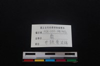 梅花鹿骨藏品圖，第3張