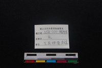 梅花鹿骨藏品圖，第4張